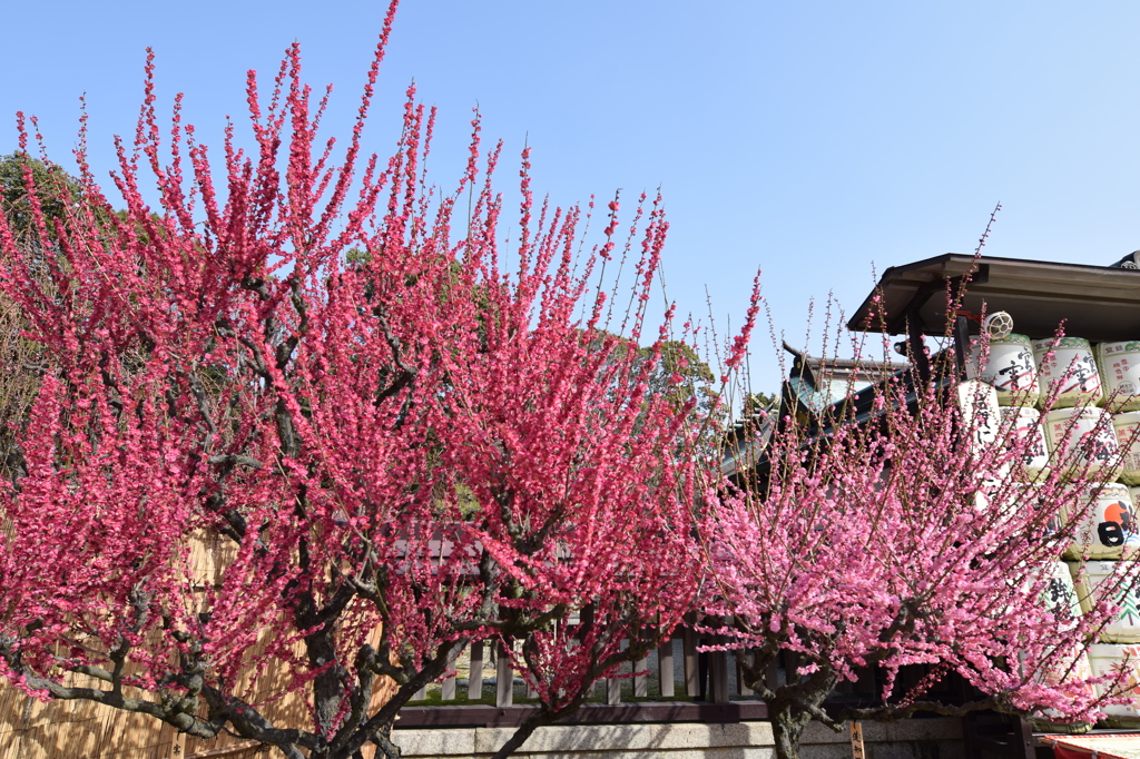 DSC_0788 結城神社H27.2