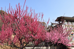 DSC_0788 結城神社H27.2