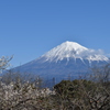 DSC_0034 岩本山公園H29.2