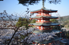DSC_0389 新倉浅間神社H27.4