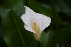 DSC_0836 龍潭寺H27.5