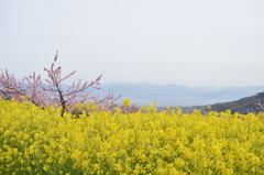DSC_1260御坂桃の花祭り