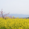 DSC_1260御坂桃の花祭り