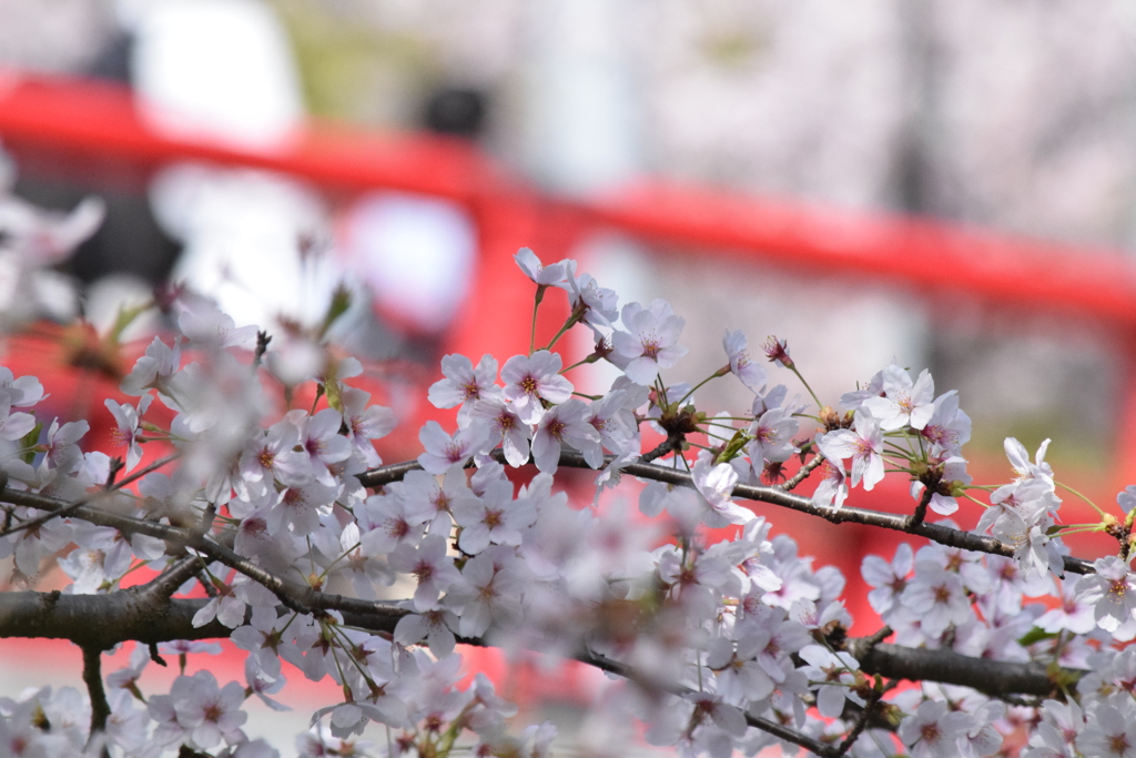 DSC_1352 岡崎公園H30.3