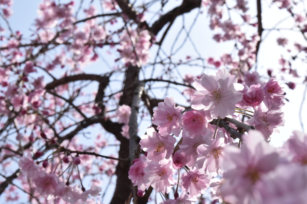 DSC_1411 北野桝塚H30.3