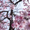 DSC_1411 北野桝塚H30.3