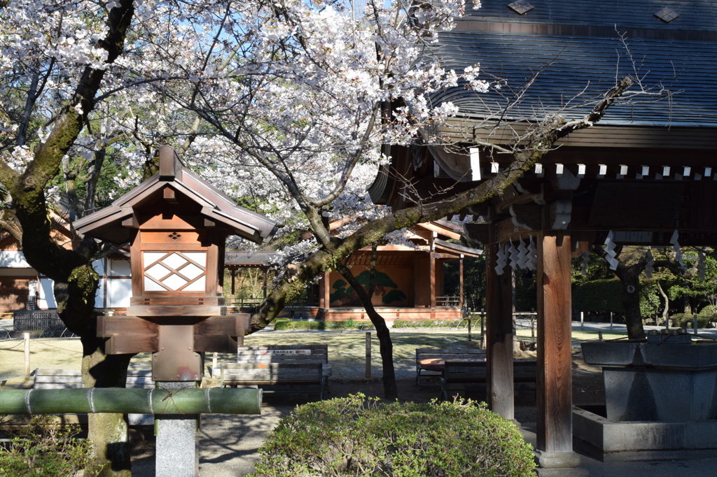 DSC_0371　武田神社H26.4