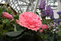 DSC_0053　ﾃﾞﾝﾊﾟｰｸH26.3