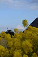 DSC_0594 井田海岸H27.2