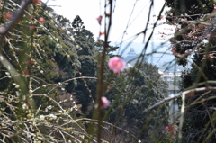 DSC_0034　龍尾神社H26.3