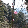 DSC_0034　龍尾神社H26.3