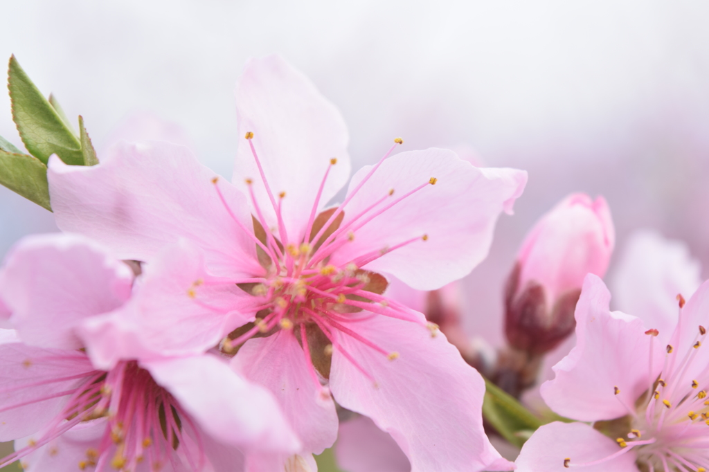 DSC_1264御坂桃の花祭り