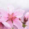 DSC_1264御坂桃の花祭り