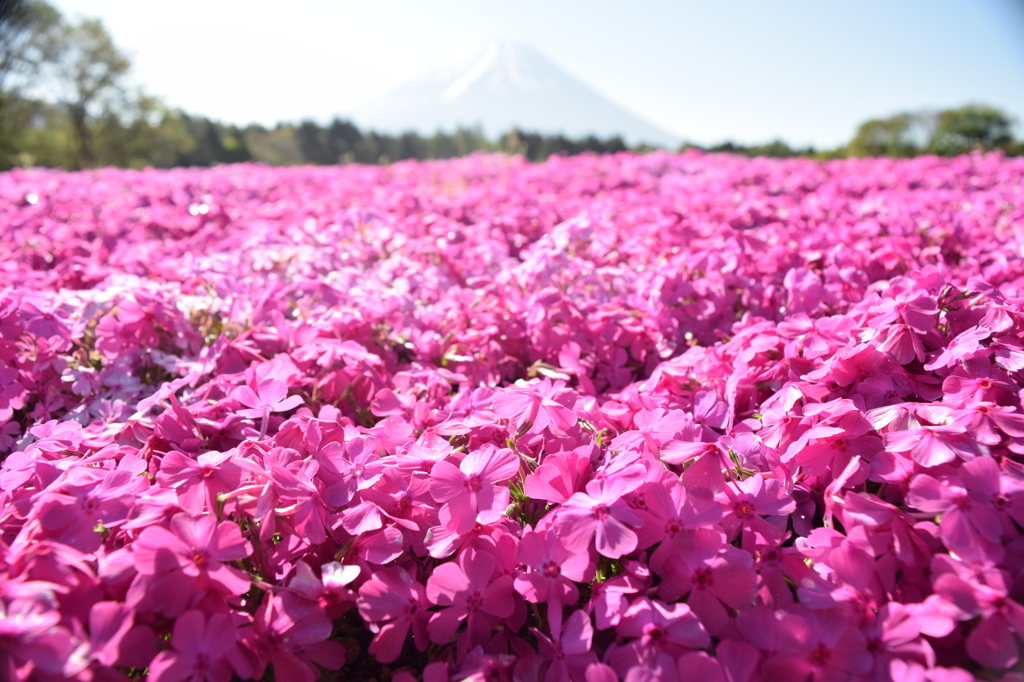 DSC_0908 芝桜祭りH27.5
