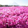 DSC_0908 芝桜祭りH27.5