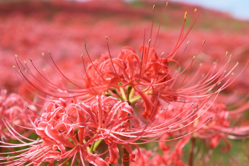 DSC_1083 WR1968的_彼岸花