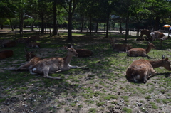 DSC_1019 奈良公園H27.5