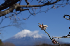 DSC_0026 岩本山公園H29.2