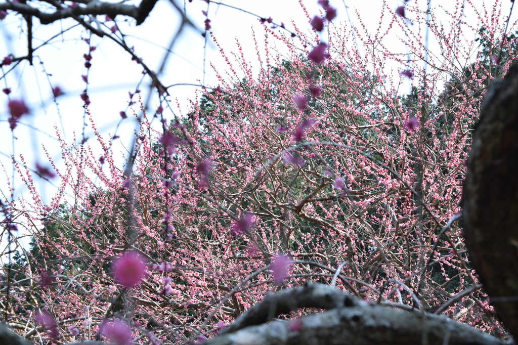 DSC_0012　龍尾神社H26.3