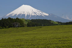 DSC_0454 大渕茶畑H26.5