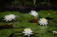 DSC_0842 龍潭寺H27.5