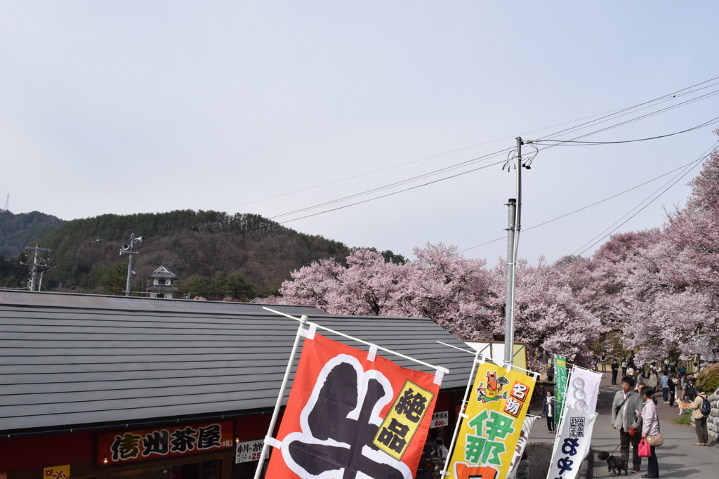 DSC_0355　高遠H26.4