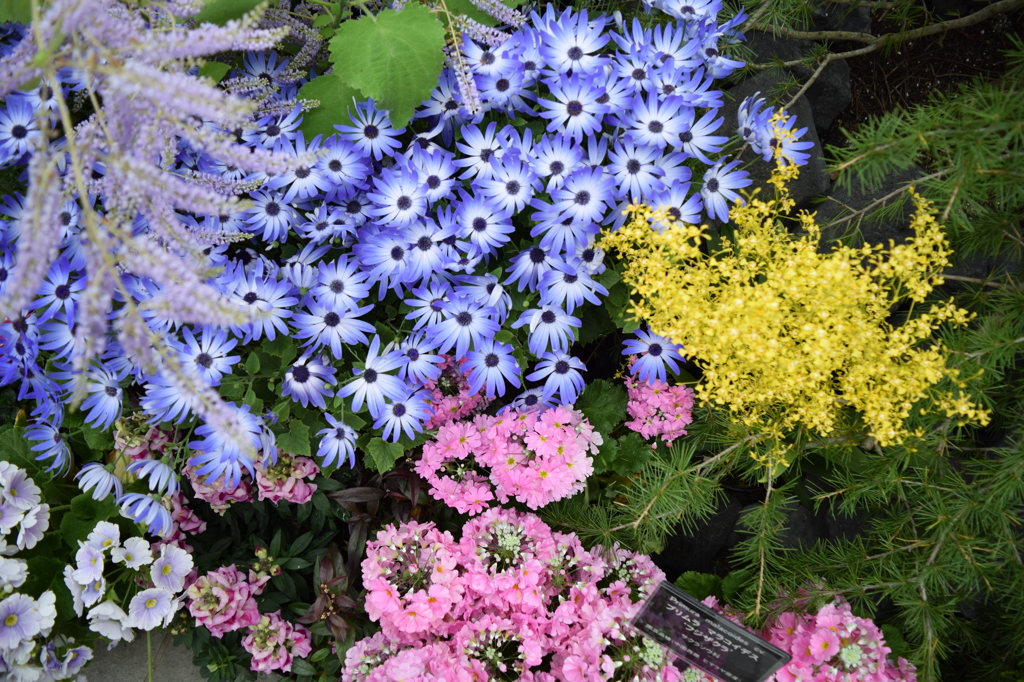 DSC_0041　ﾃﾞﾝﾊﾟｰｸH26.3