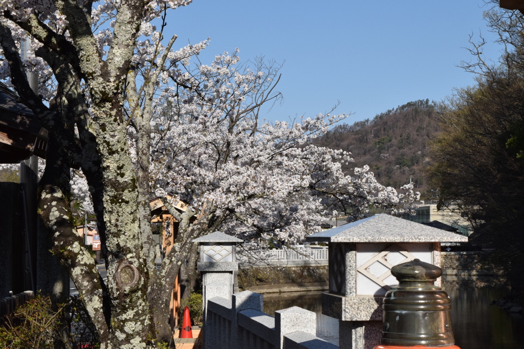 DSC_0381　武田神社H26.4