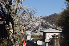 DSC_0381　武田神社H26.4