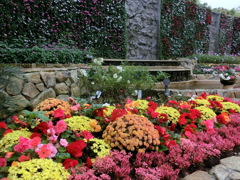 CIMG2582 H29.10　ラグーナ