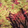 DSC_1187　北野天満宮H29.11
