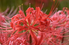 DSC_1090 WR1968的_彼岸花