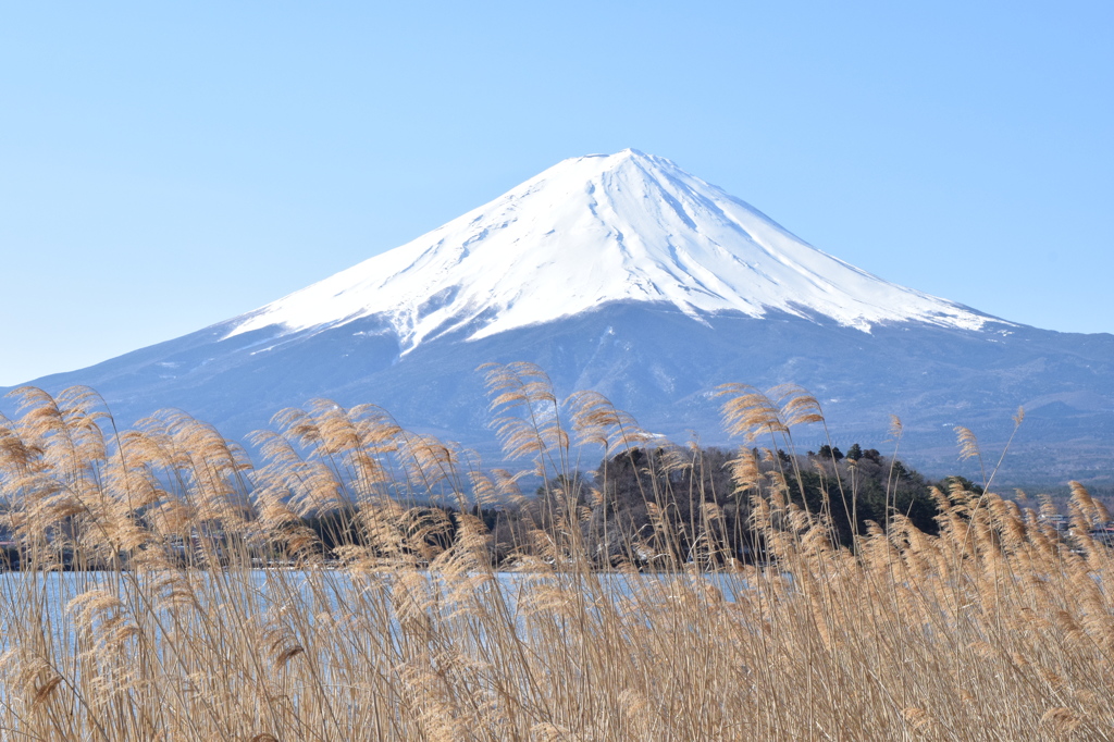 DSC_0262　河口湖H26.3