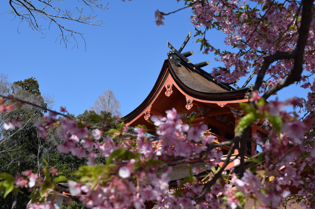 DSC_0440　浅間大社H26.3