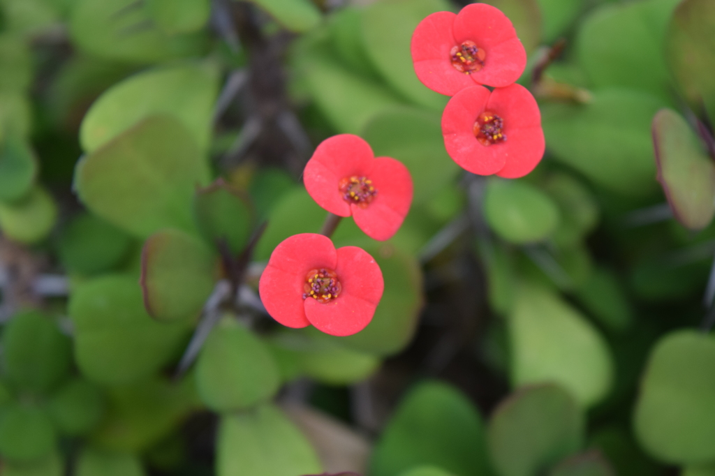 DSC_1229 ﾌﾗﾜｰﾊﾟｰｸH27.12