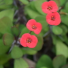 DSC_1229 ﾌﾗﾜｰﾊﾟｰｸH27.12