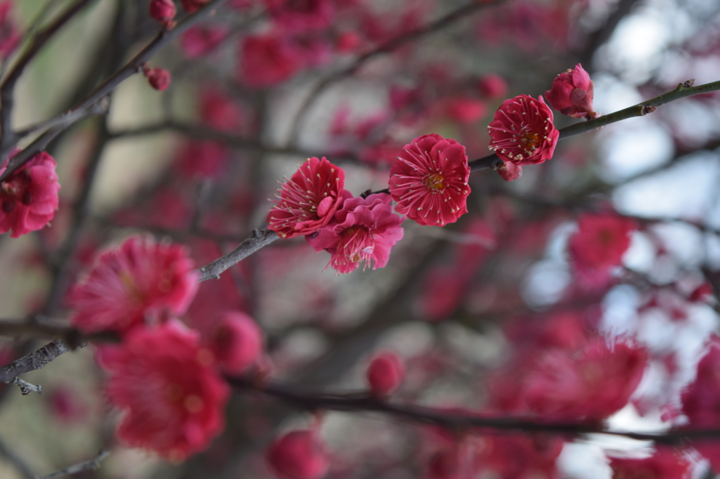 DSC_0024　ﾃﾞﾝﾊﾟｰｸH26.3