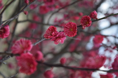 DSC_0024　ﾃﾞﾝﾊﾟｰｸH26.3