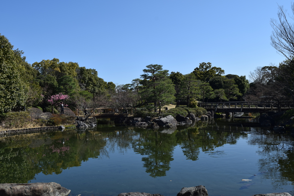 DSC_1306 白鳥庭園H30.3