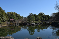DSC_1306 白鳥庭園H30.3