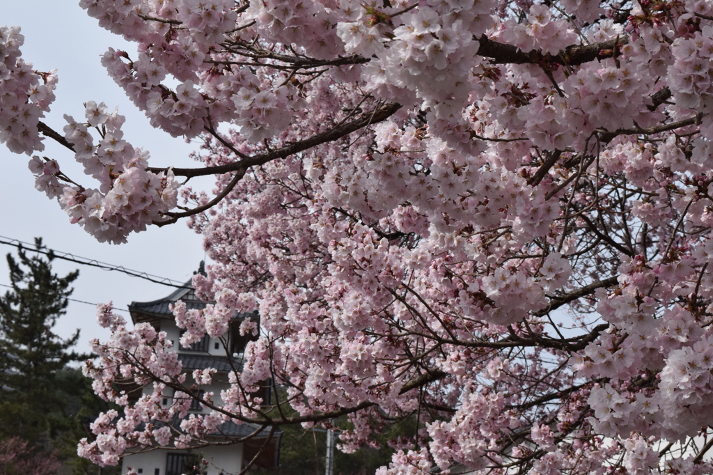 DSC_0353　高遠H26.4