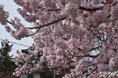 DSC_0353　高遠H26.4
