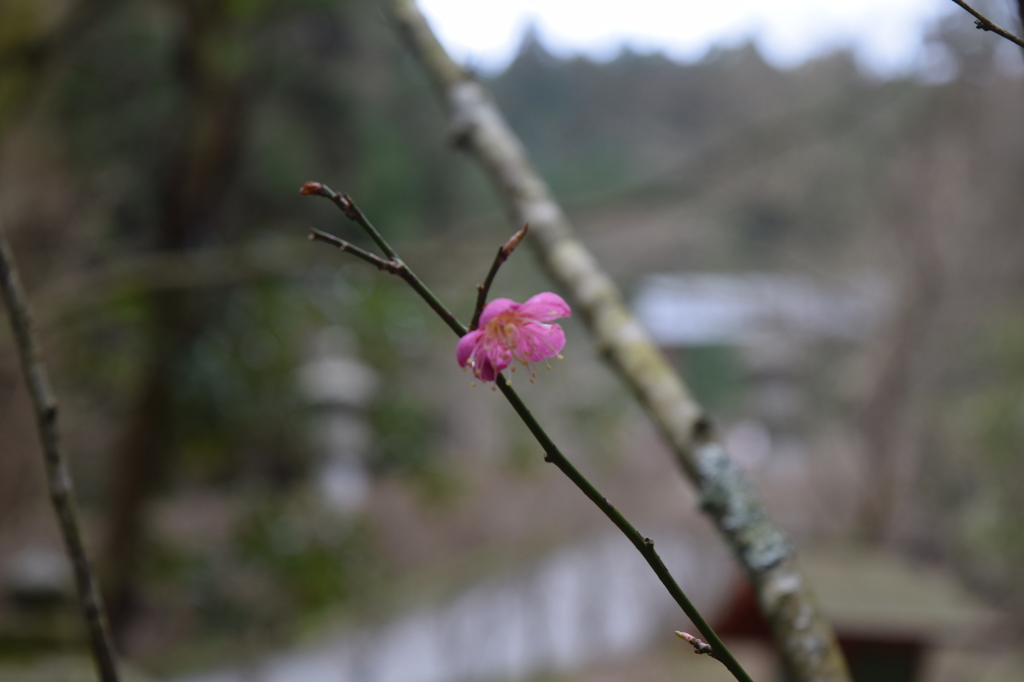 DSC_0390 延暦寺H27.4