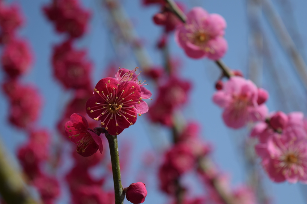 DSC_0752 結城神社H27.2