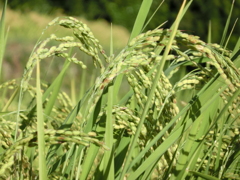 CIMG3534　丸山千枚田H26.9