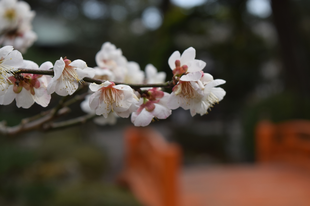 DSC_1133　大井神社H29.2