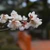 DSC_1133　大井神社H29.2