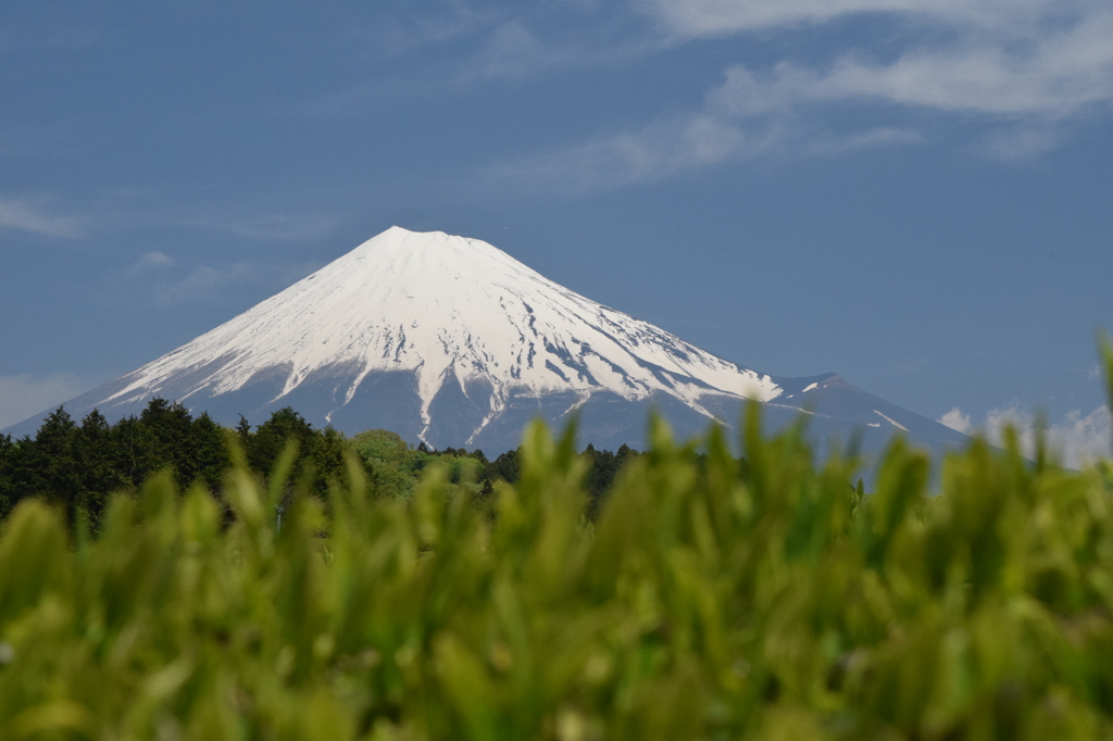 DSC_0463 大渕茶畑H26.5
