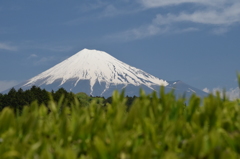 DSC_0463 大渕茶畑H26.5