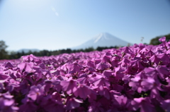 DSC_0914 芝桜祭りH27.5
